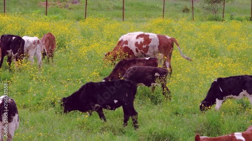 Group of cows and calves feeding with heads lowered in fenced meadow covered in dense yellow wildflowers, with cow, calf, grazing, pasture detail