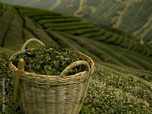 Wicker basket filled with fresh green tea leaves on a lush tea plantation hillside