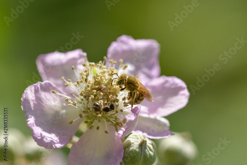 Foto Close-up of a blackberry flower with solitary bee feeding on it