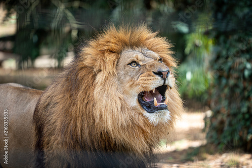A male African lion at Port Lympne safari park and conservation centre in Kent, UK