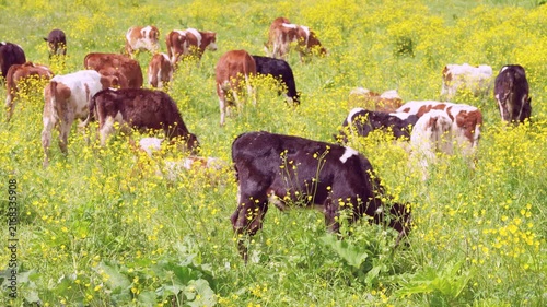 Mixed herd of young cattle grazing and standing across lush spring meadow carpeted with tall yellow wildflowers, foreground dark brown and black calf shown head-down