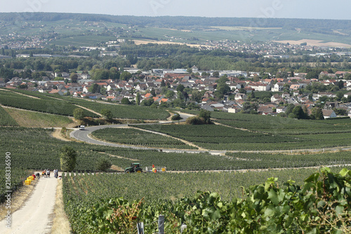 Champagne , vendanges 