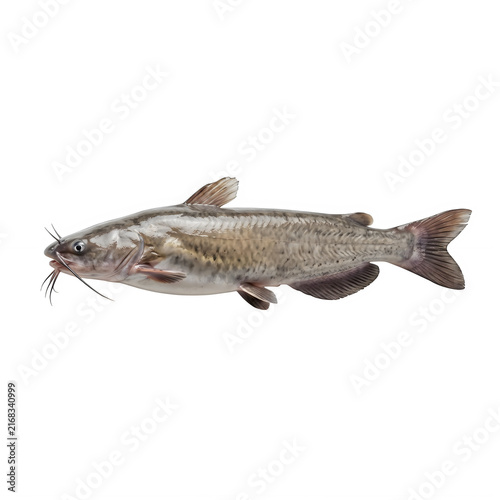 A single brown catfish swimming isolated as a high quality detailed animal illustration for design