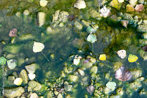 Bild auf Leinwand Algae on the gravel of the riverbank