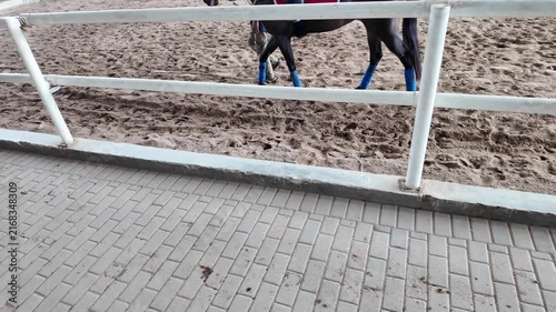 A horse walks in a paddock behind a fence.