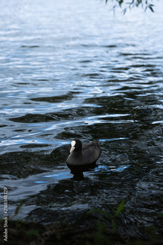 Eurasian coot with distinctive white bill and frontal shield swimming alone across dark rippling lake water.