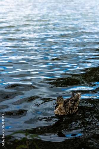 Female mallard duck swimming near the shore on dark lake water with blue reflections and generous copy space.