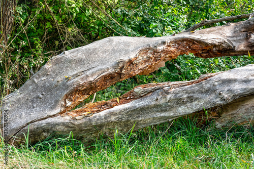Tree lying dry cracked with a nice shape
