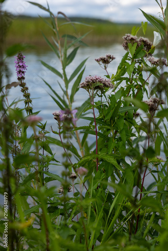 Wild wetland flowers and lush vegetation growing along a lakeshore, including purple marsh woundwort and pale pink hemp agrimony.