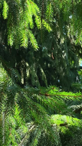Layered evergreen branches moving softly in sunlight for woodland backgrounds, calming outdoor scenes and nature design
