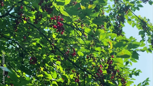 Birds taking flight from windblown bird cherry branches with berries for wildlife, seasonal and nature design