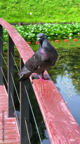 Pigeon perched on wet bridge railing beside a green pond for urban wildlife, park nature and outdoor lifestyle content