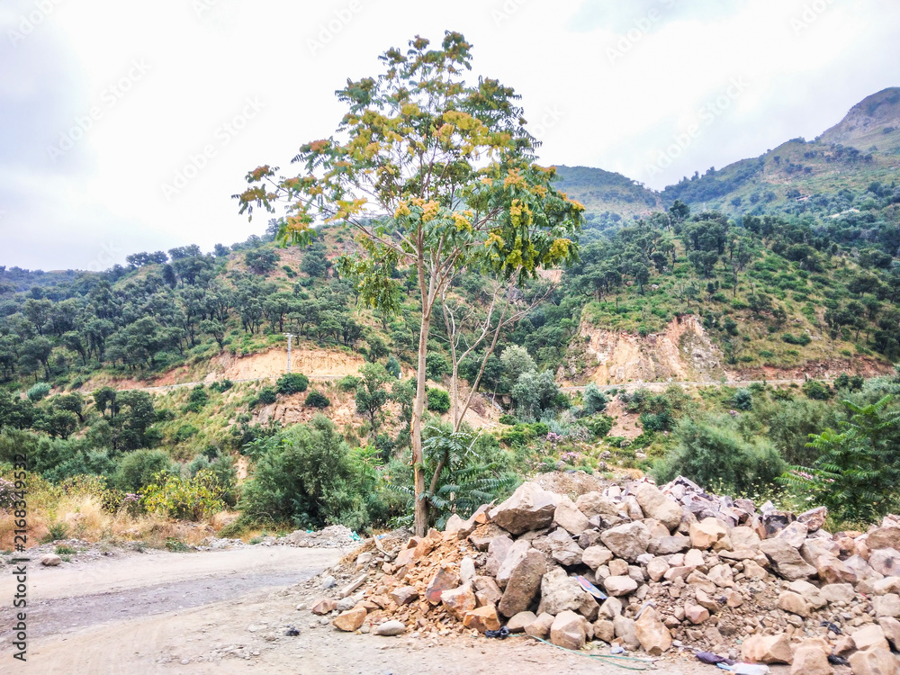 Fototapeta premium Solitary tree stands tall next to a large pile of rugged stones beside a winding mountain road under a soft and overcast daylight cloudy sky