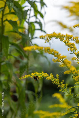 Bumblebee collecting nectar and pollen from yellow Canadian goldenrod flowers in a lush late-summer garden.