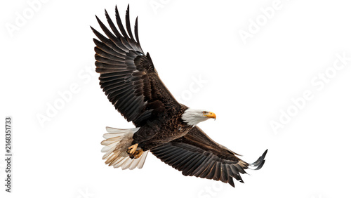 Exotic black bird crow raven perched portrait wildlife animal isolated on white background