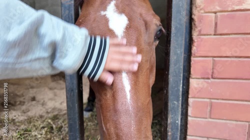 kid feeding horse