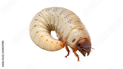 Foto Large thick white beetle larva insect macro portrait zoology isolated on white b