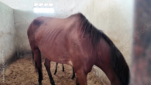 A thin brown horse in a barn stall.