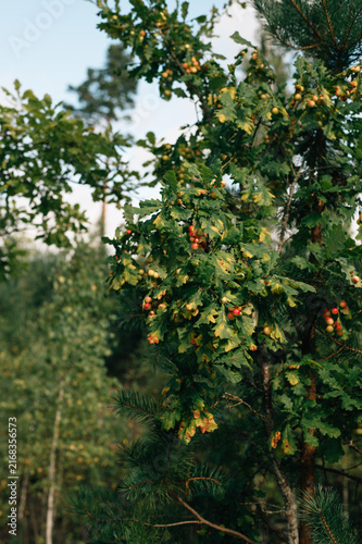 Young green oak tree in the forest