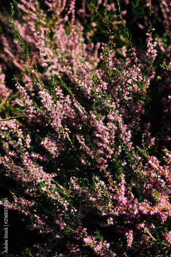 Close up of blooming heather