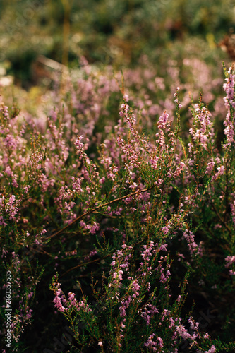 Close up of blooming heather