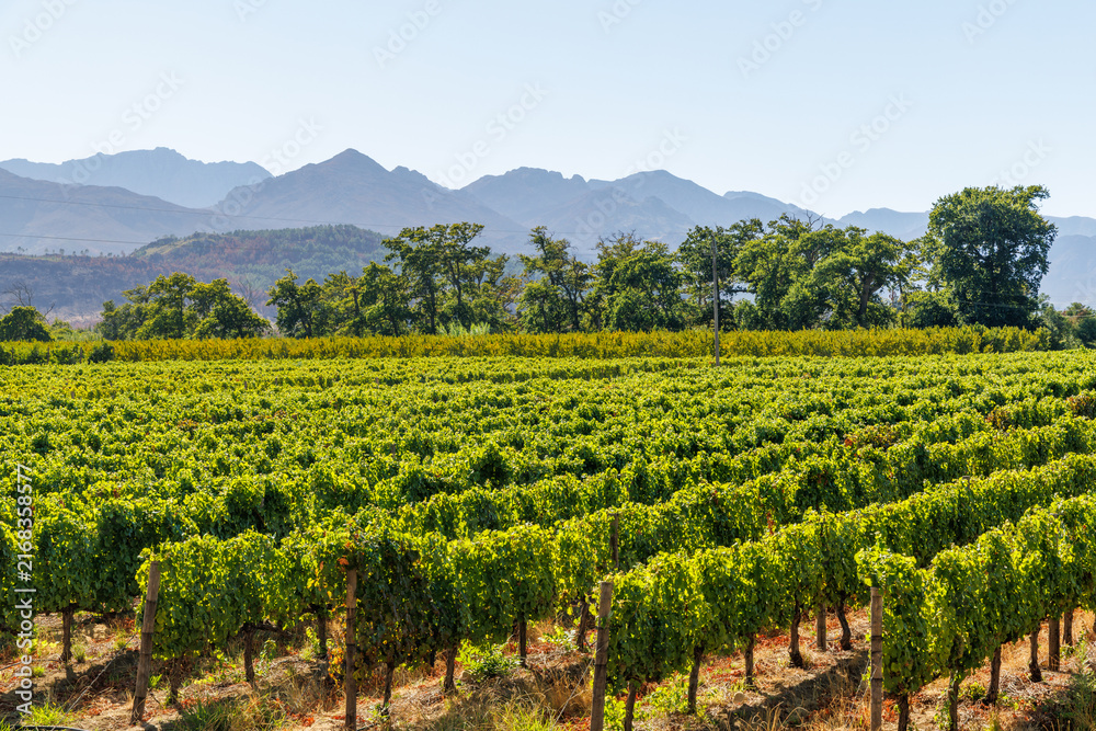 Fototapeta premium Sunlit vineyard rows