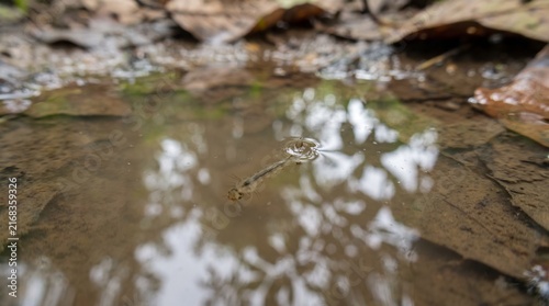 Macro View of a Mosquito Larva Breathing at the Surface of a Puddle
