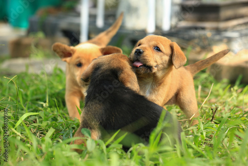 Konstfotografi Cute Mixed Breed Puppies Playing Outdoors on Green Grass