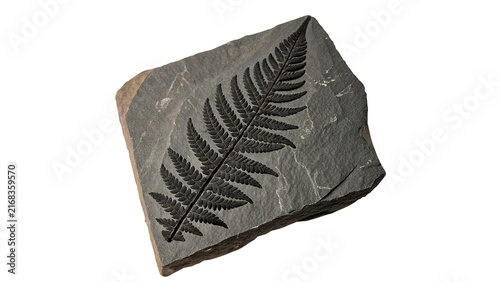 Ancient petrified fern leaf branch fossil geology specimen isolated on a white background