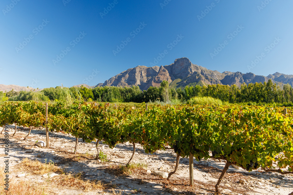 Fototapeta premium Sunlit vineyard rows