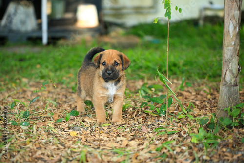 Fotografie Cute Mixed Breed Puppies Playing Outdoors on Green Grass