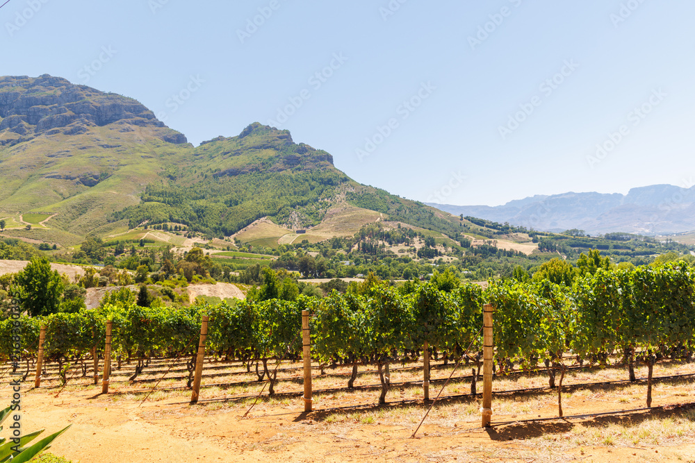 Fototapeta premium Sunlit vineyard rows with mountain backdrop