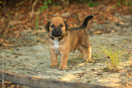 Cute Mixed Breed Puppies Playing Outdoors on Green Grass