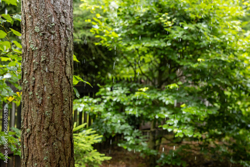 Summer rain falling through a lush green forest beside a textured tree trunk covered with patches of lichen.