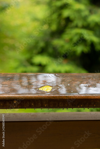 Single yellow leaf lying in a rain puddle on a wet wooden railing, with lush green forest softly blurred in the background.