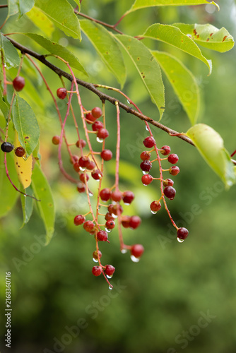 Clusters of ripening bird cherry berries covered with raindrops, hanging from a branch among fresh green leaves after summer rain.