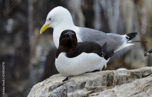 Foto Pingouin torda, Petit Pingouin,