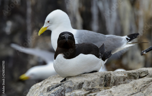 Foto Pingouin torda, Petit Pingouin,