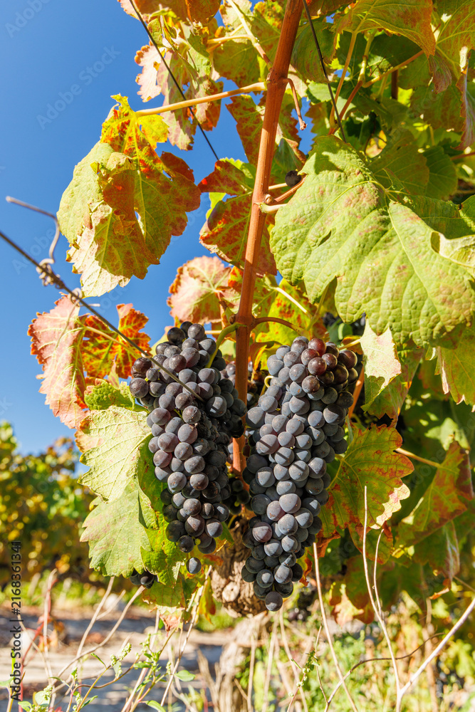 Naklejka premium Sunlit vineyard rows