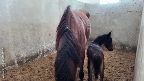 A brown mare horse and her cute black foal in a stable.