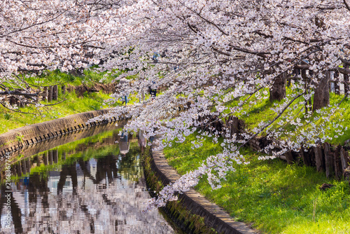 日本の風景・春　埼玉　小江戸川越　新河岸川の桜
