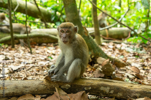 Canvas Print Young macaque sitting on a tree trunk in the jungle in Bukit Lawang