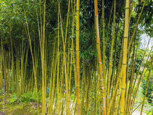 Obraz na płótnie A dense thicket of tall green and yellow bamboo stalks growing in a lush forest or garden