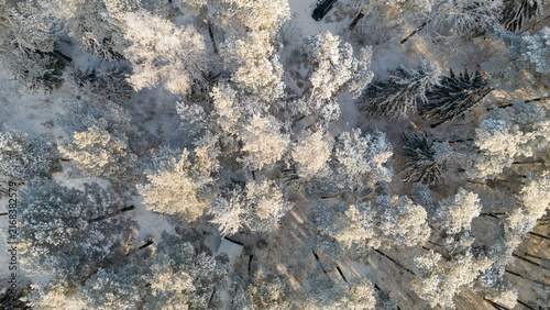 Top-down aerial close-up of frost-covered pine tree canopy in a winter forest, lithuania winter travel content, nature documentary footage, christmas card background, winter tourism marketing