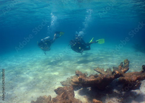 Canvastavla Scuba Divers Exploring a Vibrant Coral Reef in the Caribbean Sea