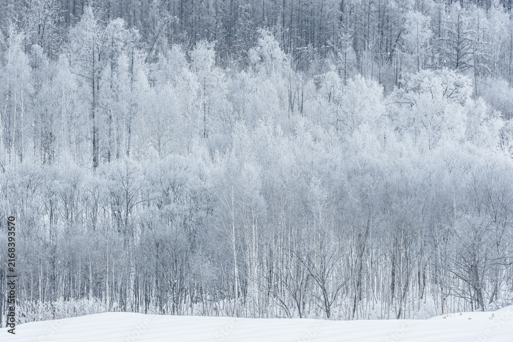 Fototapeta premium Frost-covered trees in an early morning winter landscape in Biei Furano, Hokkaido, Japan