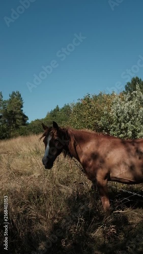 A brown horse grazing peacefully in a dry grassy field near trees under a clear blue sky. Aesthetic cinematic clip for agricultural promotions, equine care tutorials, country lifestyle campaigns.