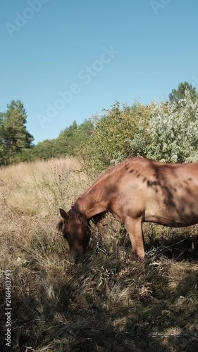 A brown horse grazing peacefully in a dry grassy field near trees under a clear blue sky. Aesthetic cinematic clip for agricultural promotions, equine care tutorials, country lifestyle campaigns.