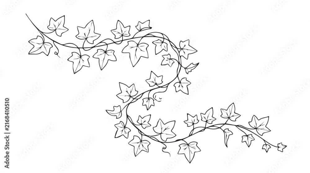 Fototapeta premium Hand drawn ivy vine vector illustration, black and white botanical leaf branch sketch, elegant climbing plant border for wedding stationery