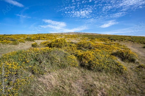 Принти на полотні Gorse growing wild on the moors